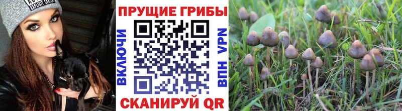 Псилоцибиновые грибы GOLDEN TEACHER  Голицыно 